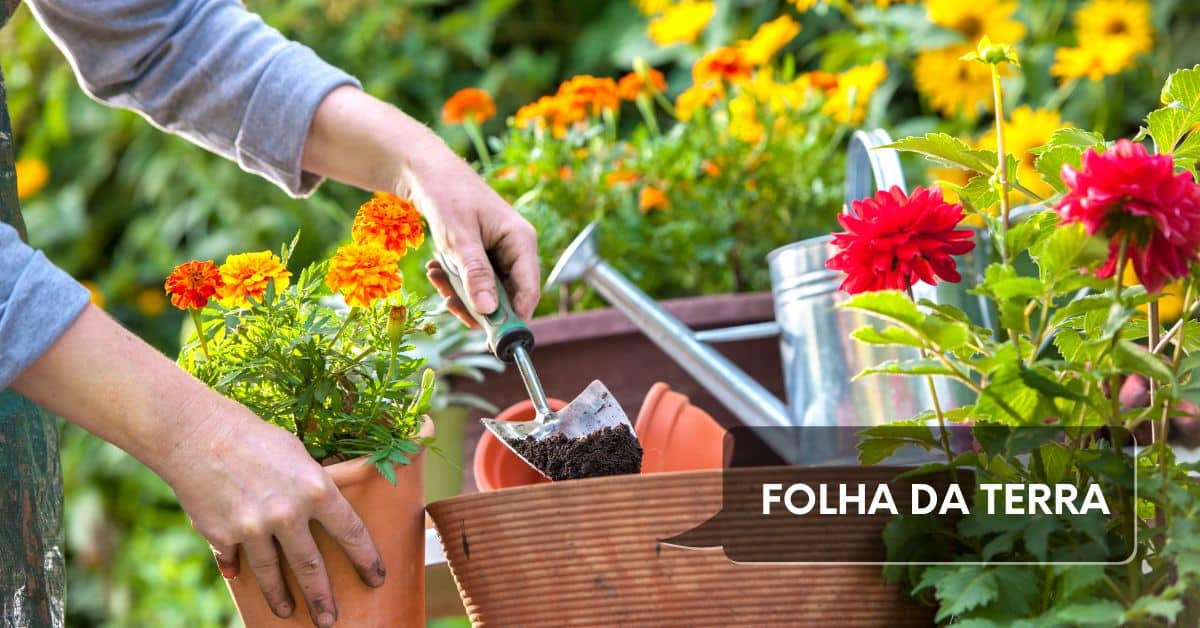 You are currently viewing Folha da Terra